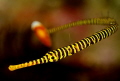 pipefish