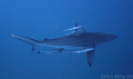 Oceanic blacktip, Aliwal shoal, South Africa