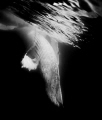 The white way up, adult male humpback whale giving us a once in a lifetime swim