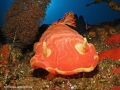Spanish dancer at 40m on atlantis