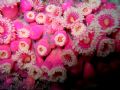 Jewel Anemone
MV Taioma Shipwreck
Tauranga, East Coast NZ