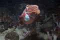 Cuttlefish taken in Phillipines. Taken with Canon EOS 10D with 16-35mm lens. Sea& Sea housing with strobe.