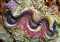 Close up study of Giant Clam taken in Southern Red Sea September 2005 with Sony DSC-T1 + YS-25 auto strobe.
