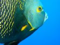French Angelfish. Taken off the Superior Producer wreck, Curacao using a Canon Powershot S40 in WPC-100 housing.