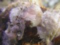 Scorpion fish. Cape bira, South Sulawesi.