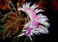 Jasons Nudibranch
Poor Knights Islands, NZ