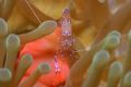 Commensural shrimp. Canon Eos 10D. Sea and Sea housing and strobe