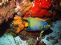 Queen Angelfish San Fransisco Wall Cozumel