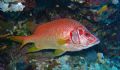Sabre Squirrelfish taken in Southern Red Sea September 2005. Taken with Sony DSC-T1 + YS-25 auto strobe.