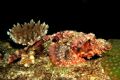 Scorpion Fish Similans