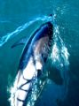 Common Dolphin, Kaikoura, New Zealand