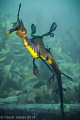 Wanted to get a near to front on shot of a Weedy Sea Dragon. After about thirty minutes I managed to get this. The position of the lights hit at just the right angle to highlight the beautiful colours of the body.