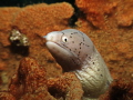 Here's looking at you