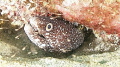 Shot on the St. George wreck in Dominican Republic