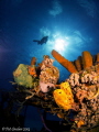 On top of the wheelhouse of the Doc Paulson wreck was a grouping of sponges that I found beautiful.