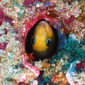 Sodwana bay south africa