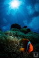 Where is the tomato?
Anemone rock at Green Island is loaded with  Tomato anemone fish.