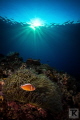 Pink Anemonefish at Green Island evening light.