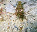 Wot? Common prawn in Loch Hyne, County Cork. These were very tame, my buddy trailed his hand in the water after lunch and they picked it clean!
