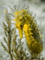 Sea Horse