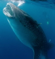 30ft Whale shark feeding whilst migrating in Southern Belize