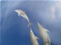 off our bow as we search for bonito and hopefully the whale sharks that often accompany them. utila.