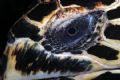 Close up of turtle. EOS 10D in Sea & Seas housing and strobes.