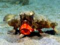 I noticed this batfish yawn once from a distance. I got into position and waited, and waited, and waited some more. After about 10 minutes he yawned again and I was able to catch it =)