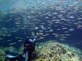 Scuba inside a school of fish