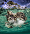 Colorful hatchling