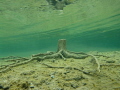 Tree stump