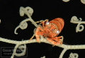 basketstar shrimp