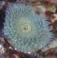 Anemone in a tidepool. La Jolla, CA