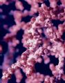 Pygmy Seahorse in Bali with a Nikonous RS.