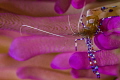 Cleaner shrimp on pink tip anemone