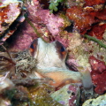 octopus in the den