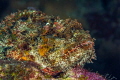 Stone fish