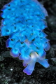 blue lettuce slug