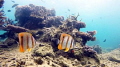 Chelmon Rostratus @ Kapas Island, Malaysia