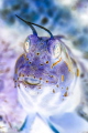 Inverted Blenny