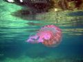 Looking up at a jelly in Xweni Bay in Gozo. It really was this colour!
