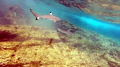 Blacktips @ Perhentian Island, Malaysia