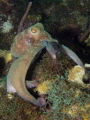 This octopus was just cruising the reef hunting when I came across him. I managed to get this shot while he was perched around the coral head.