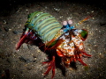 Mantis shrimp
