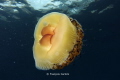egg jellyfish