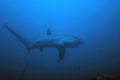 Thresher Shark taken in natural light so as not to scare them off. EOS 10D in SEA & SEA housing and strobes using 16-35mm lens.