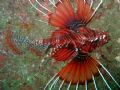 Lionfish hovering around Dibba Rock, Fujairah, UAE. Cannon Powershot S40 in housing using built in (little) flash.