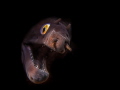 A local species of grey moray curiously peeking his head out.  Located in the Silveira bay of Angra do Heroismo on the island of Terceira in the Azores, Portugal.