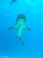 Whitetip Reef Shark - Sony DSC-P9 with Sony Housing.