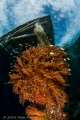 LIfe Under the Jetty.  Aborek Jetty, Raja Ampat, Indonesia